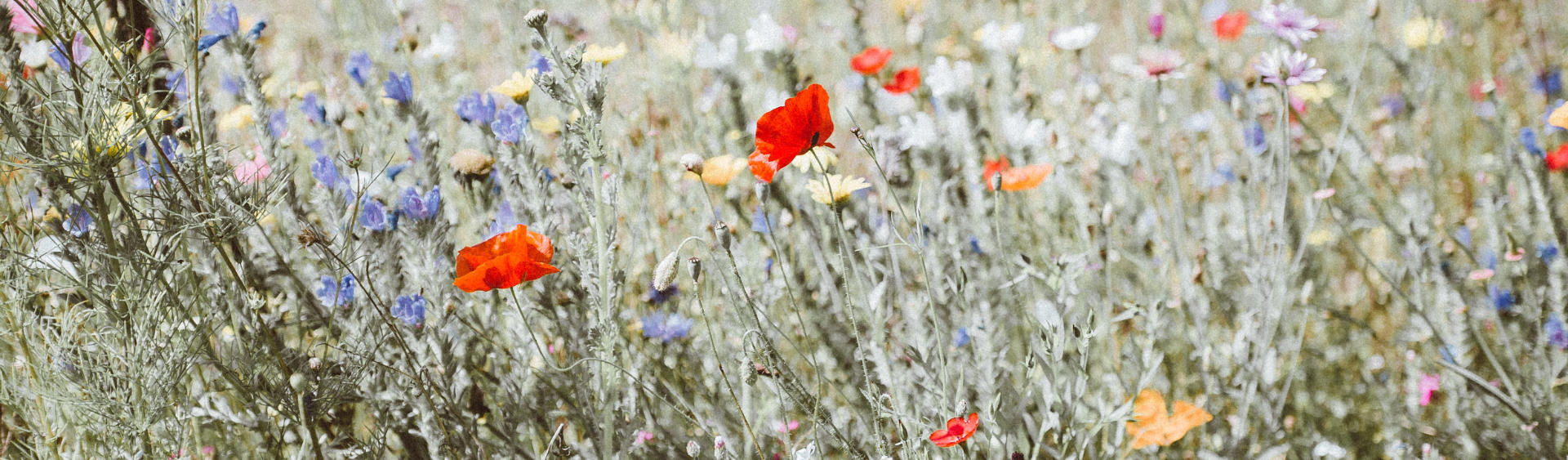 Nahaufnahme eine Blumenwiese