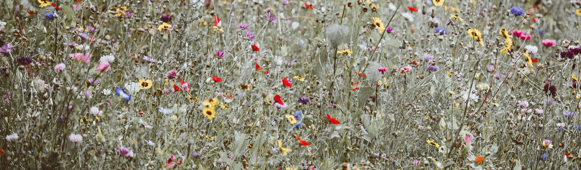 Nahaufnahme eine Blumenwiese